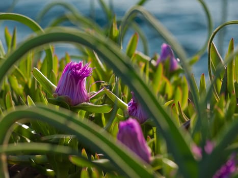 pigface flower in bloom on island Dugi otok, Sali, Croatia