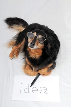 One Female Old Black Dog Drawing on a White Paper