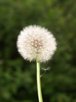 Dandelion