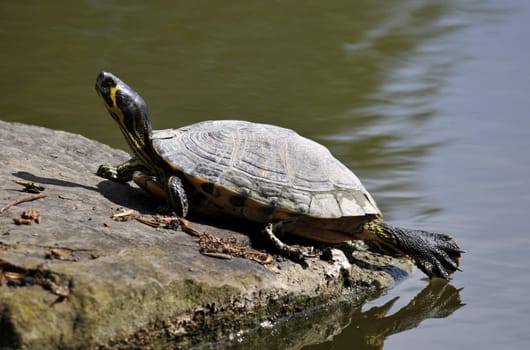 Yellow-bellied tortoise