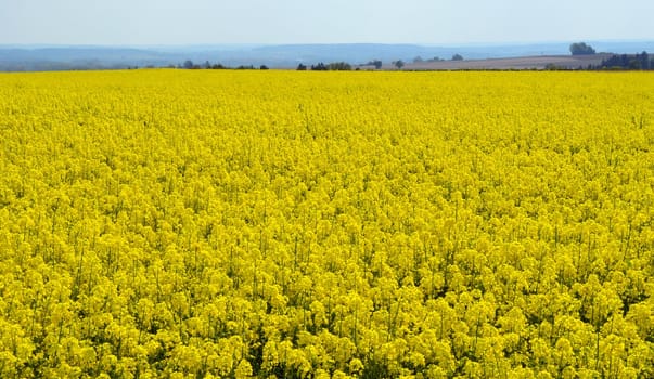 rapsfeld in full bloom