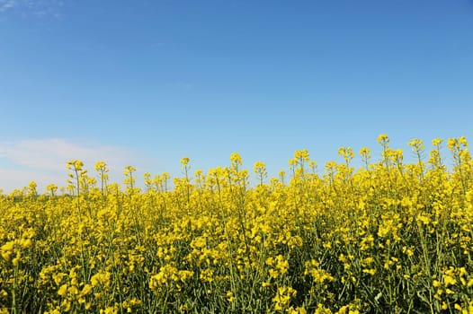Blooming rapeseed in the field