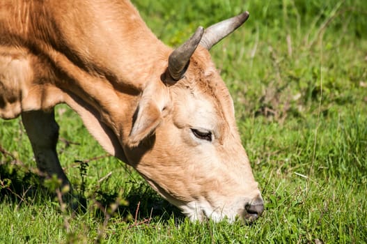 Head of cow grazing on green meadow