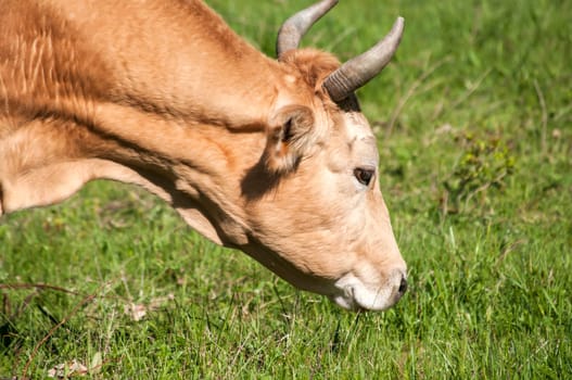 Head of cow grazing on green meadow