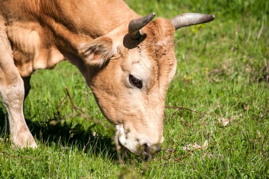 Head of cow grazing on green meadow