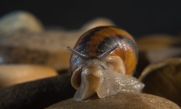 Garden snail crawling over a stony surface at night