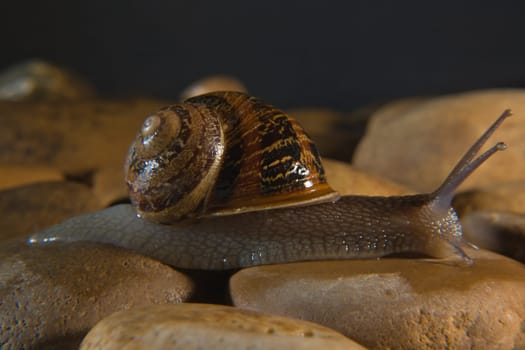 Garden snail crawling over a stony surface at night