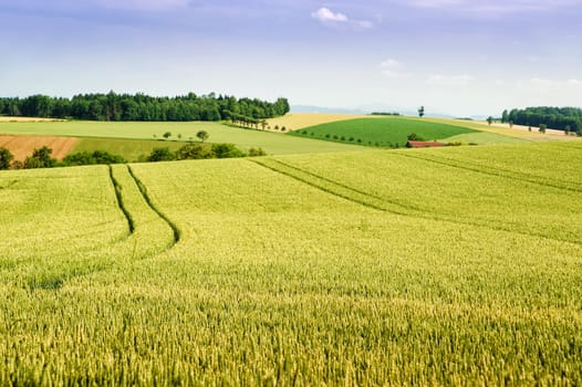Farmland with cultivated grain field in upper austria