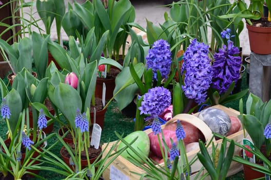 Llila Hyacinths in spring at the weekly market