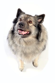 cheeky dog Wolfsspitz