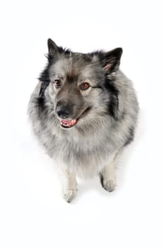 cheeky dog Wolfsspitz