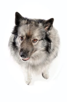 cheeky dog Wolfsspitz