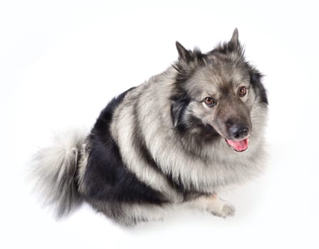 cheeky dog Wolfsspitz