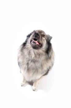 cheeky dog Wolfsspitz