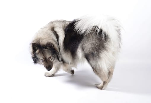 cheeky dog Wolfsspitz
