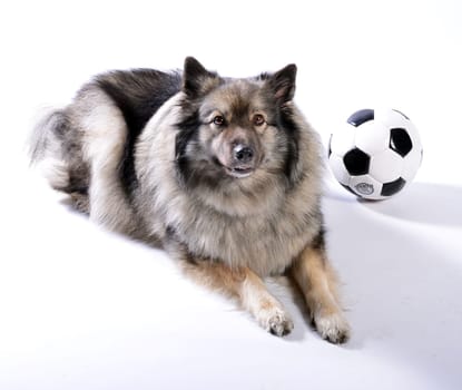 cheeky dog Wolfsspitz