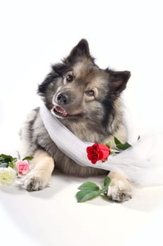 Dog Wedding Rose