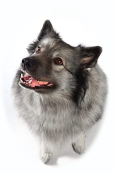 cheeky dog Wolfsspitz