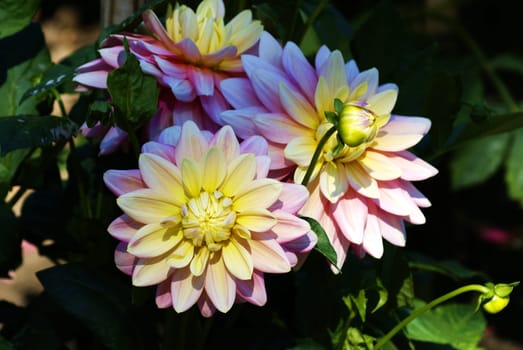 Beautiful Dahlia Blueten