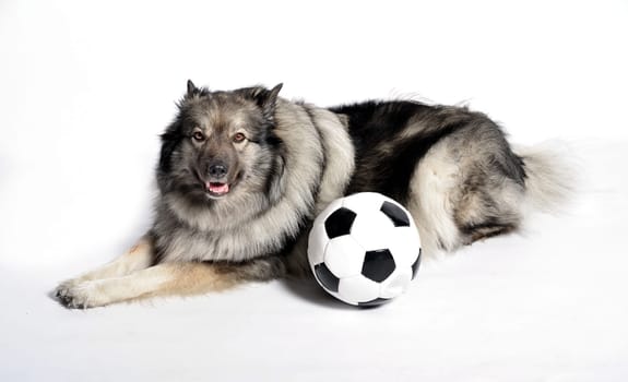 cheeky dog Wolfsspitz