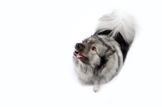 cheeky dog Wolfsspitz