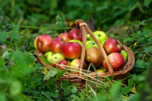 Fresh aepfel in a basket