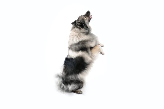 cheeky dog Wolfsspitz