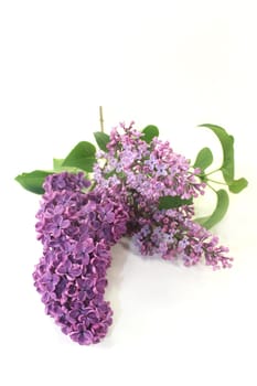 purple lilac flowers against a white background
