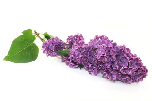 purple lilac flowers against a white background