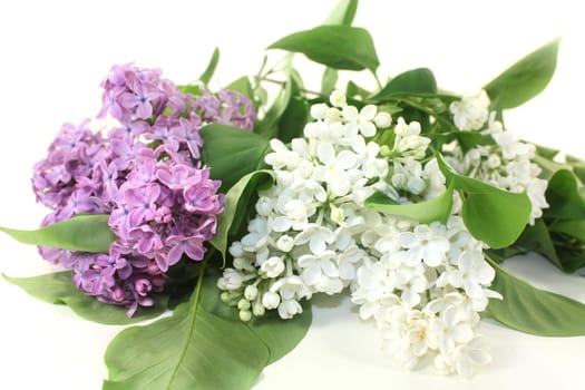 purple lilac flowers against a white background