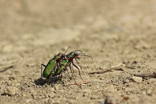 Field sand runner ( Cicindela campestris) at the mating