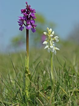 Albino-Knabenkraut next to violet handsome weed (Orchis mascula) at the Dörnberg