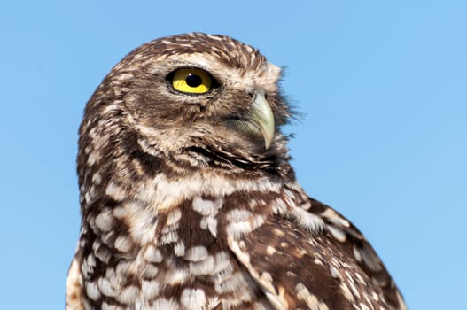 Rabbit owl