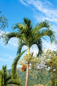 Palm tree with red and green fruit in Minca, Colombia