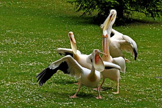 Pelicans