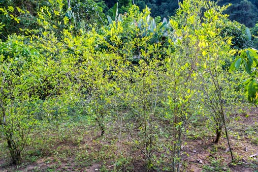 Coca plant cultivation in the Colombian Andes mountains