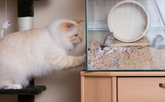 Cat and Mouse