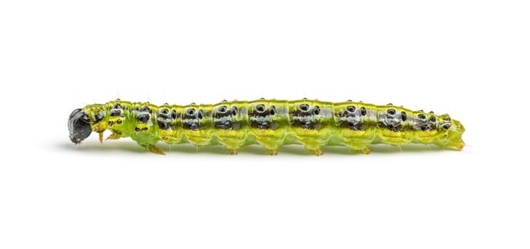 Caterpillar of the boxwood squirrel (Cydalima perspectalis)