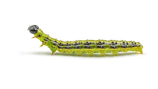 Caterpillar of the boxwood squirrel (Cydalima perspectalis)