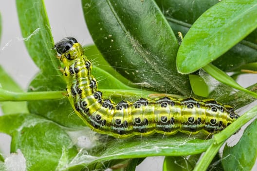 Caterpillar of the boxwood squirrel (Cydalima perspectalis)