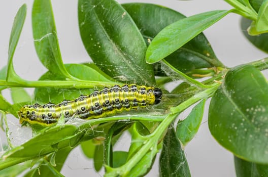 Caterpillar of the boxwood squirrel (Cydalima perspectalis)
