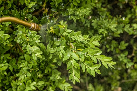Boxwood squirrel is sprayed with insecticide