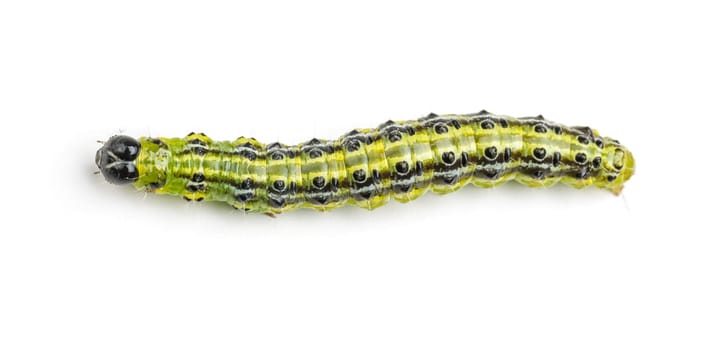 Caterpillar of the boxwood squirrel (Cydalima perspectalis)