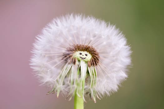 Miss Dandelion