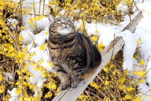 Thick Winterfur
