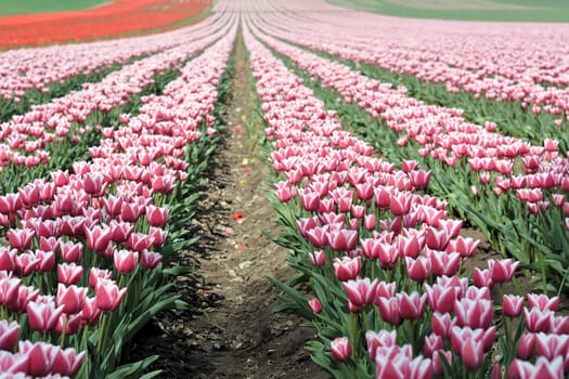 Spring