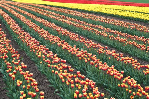 Tulip field