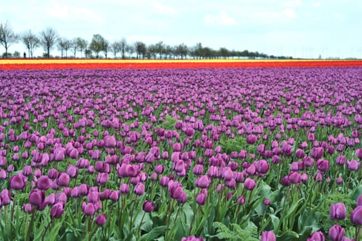 Tulip field