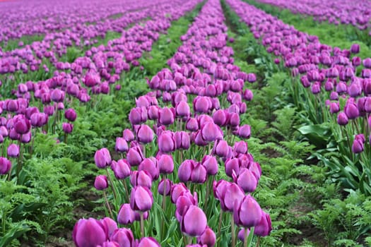 Tulip field