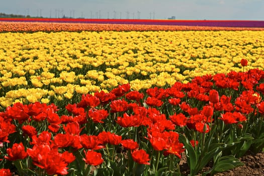 Spring